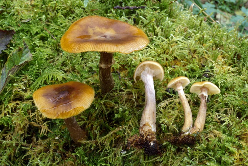 Armillaria nabsnona